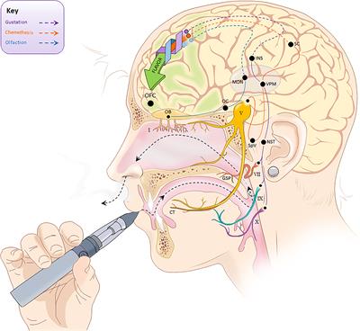 Frontiers Flavor science in the context of research on